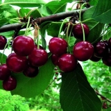 Cherry prima