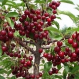 Trešnja turgenjevska (turgenevka)