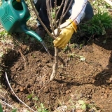 Trešnja vladimirskaya