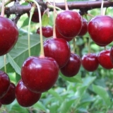 Cherry volochaevka