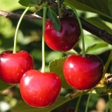 Ljepota trešnje zherdevskaya: opis sorte + recenzije, oprašivači