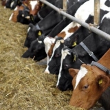 Vitamini za krave prije i poslije teljenja