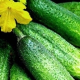 Folijarna prihrana krastavaca ureom, bornom kiselinom, kalcijum nitratom