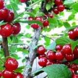 Lagana trešnja od filca