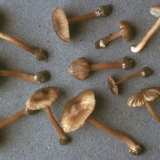 Oštra vlakna: opis i fotografija