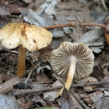 Vlakna vlakna: opis i fotografija