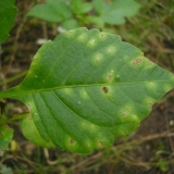 Štetočine i bolesti dalija