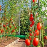 Štetočine i bolesti paradajza u stakleniku