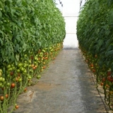 Štetočine paradajza u stakleniku + fotografija