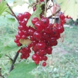 Sve o altai crvenoj ribizli