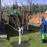 Sve o liječenju trešanja od insekata i bolesti