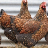 Sve o wyandot rasi pilića