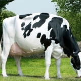 Sve o rasi mliječnih krava - holandski