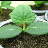 Odabir kontejnera za sadnice krastavaca