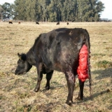 Prolaps maternice kod krave prije i poslije teljenja - prevencija, liječenje