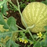 Uzgajanje lubenica na sjeverozapadu rusije