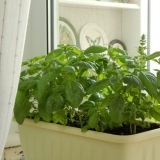 Uzgoj bosiljka iz sjemena kod kuće