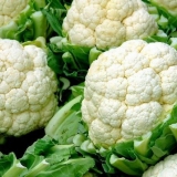 Uzgoj karfiola na otvorenom