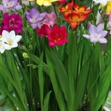 Uzgoj frezije u otvorenom tlu