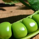 Uzgajanje graška na otvorenom polju u predgrađu