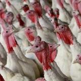 Uzgoj ćuretine kao posao - da li je isplativo držati je za prodaju