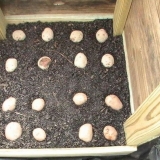 Uzgoj krompira u kutijama