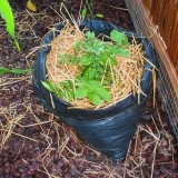 Uzgoj krompira u vrećama: tehnologija