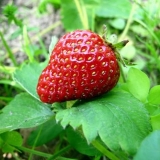 Uzgoj jagoda iz sjemena kod kuće