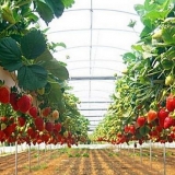 Uzgoj jagoda po holandskoj tehnologiji