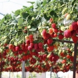 Uzgoj jagoda u saksiji