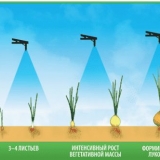 Uzgoj luka na otvorenom - sezona rasta luka