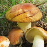 Uzgoj putera kod kuće: kako saditi i uzgajati