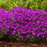 Uzgoj brijanja (aubrecije) iz sjemena: kada saditi rasad