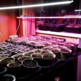 Kako uzgajati rasad paradajza kod kuće