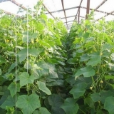 Uzgoj krastavaca na rešetki u otvorenom tlu