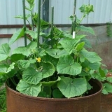 Uzgoj krastavaca u bačvama: priprema, tehnologija i karakteristike ...