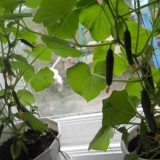 Uzgoj krastavaca u vrećama: tehnologija i korisni savjeti