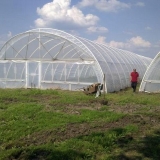 Uzgoj krastavaca u stakleniku