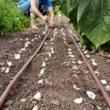 Uzgoj zimskog belog luka u otvorenom tlu