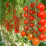 Uzgoj paradajza u stakleniku