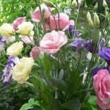 Uzgoj rasada eustoma iz sjemena