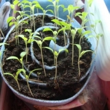 Uzgoj rasada paradajza u pelenama