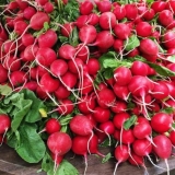 Uzgoj rotkvice u tacnama (kasetama) ispod jaja