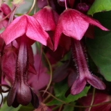 Uzgoj rodohitona iz sjemena kod kuće: fotografije cvijeća, sadnje i...