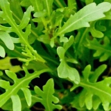 Uzgoj rukole iz sjemena na prozorskoj dasci: njega i hranjenje