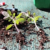 Uzgoj paradajza po kineskoj tehnologiji