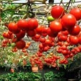 Uzgajanje paradajza