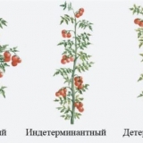 7 Najprinosnijih sorti slatkog paradajza niže veličine bez pastorka