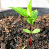 Uzgoj trešanja iz koštice: kod kuće i na otvorenom