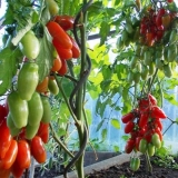 Sadnja paradajza u stakleniku od polikarbonata: vrijeme